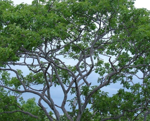 Kutsal Ağaç: Palo Santo